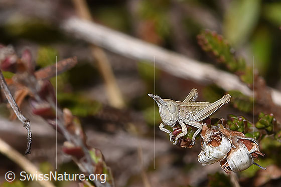 Photo: Euthystira brachyptera. Nymph stage 2. View from side front.