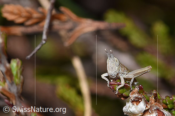 Photo: Euthystira brachyptera. Nymph stage 2. View from the front.
