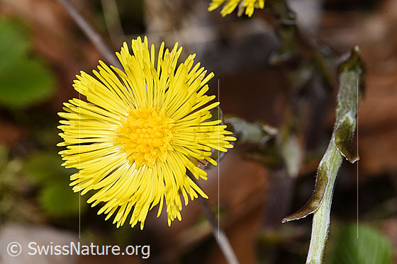 Photo: Tussilago farfara. Blossom. Plants height = 11cm.