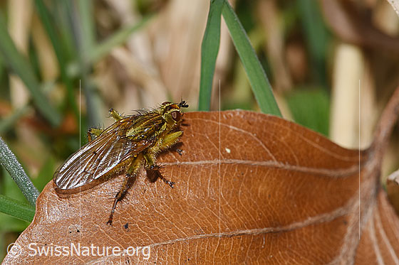 Photo: Scathophaga stercoraria. Length 5 - 10mm. View from the side above.