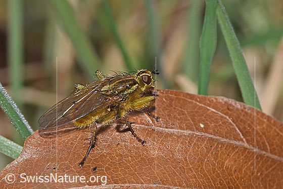 Photo: Scathophaga stercoraria. Length 5 - 10mm. View from the side above.