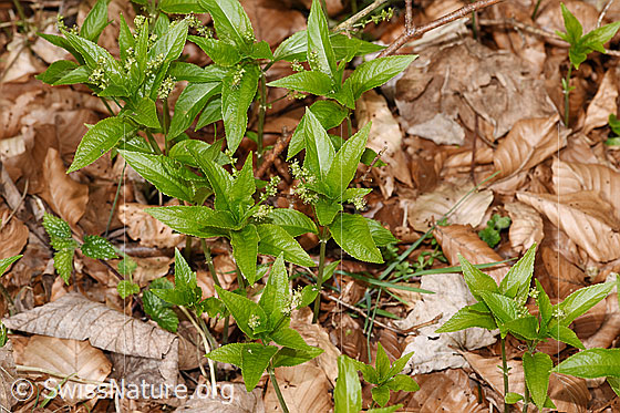 Foto: Wald-Bingelkraut (Mercurialis perennis). Mehrere Exemplare.