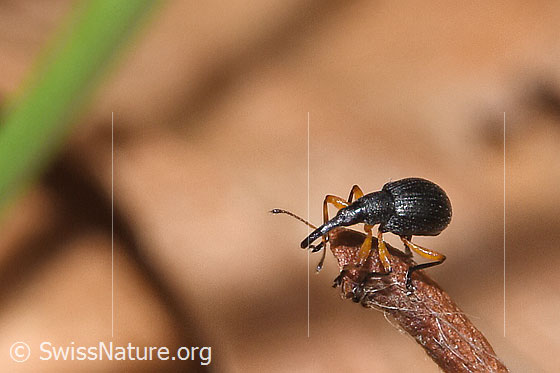 Photo: Protapion fulvipes. Length 2.2 - 2.7mm. Male. View from diagonally above.