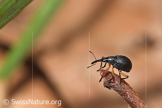 Photo: Protapion fulvipes. Length 2.2 - 2.7mm. Male. View from the side.