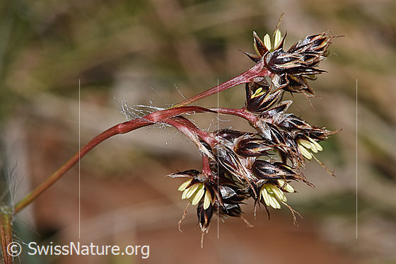 Foto: Feld-Hainsimse (Luzula campestris). Ripse. Ansicht von der Seite.