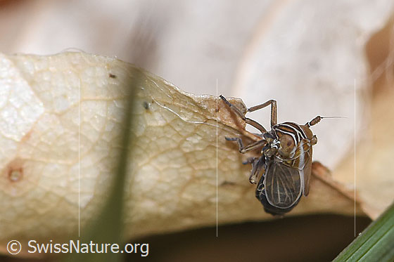 Foto: Wahrscheinlich Rispenspornzikade (Ribautodelphax albostriata). Länge 2.5mm. Männchen. Ansicht von seitlich vorne.