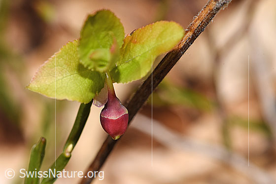 Photo: Vaccinium myrtillus. Blossom and leaves.