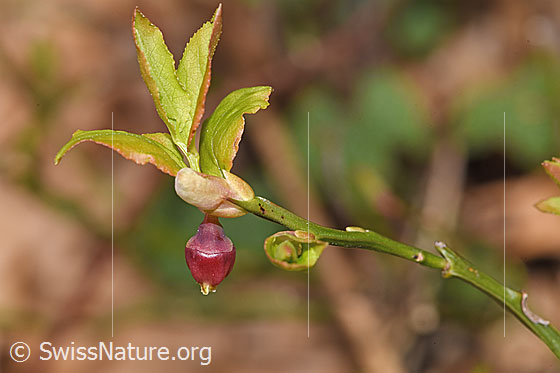 Photo: Vaccinium myrtillus. Twigs, leaves and blossom.
