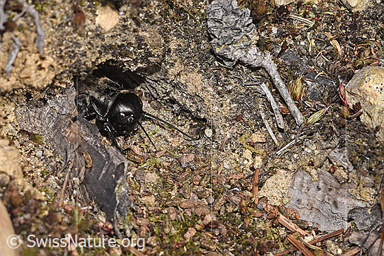 Photo: Gryllus campestris. The cricket peeks out of its shelter.