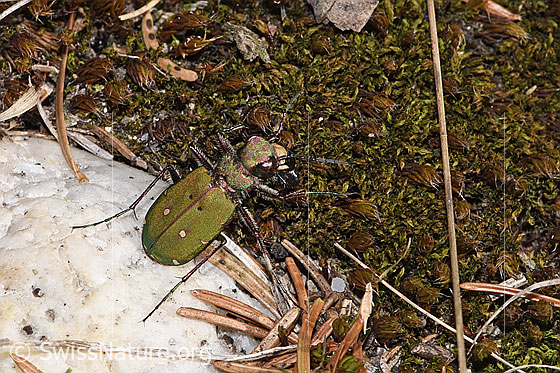 Photo: Cicindela campestris. View from above.