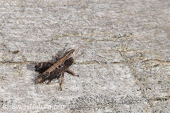 Photo: Probably Chorthippus biguttulus. Nymph stage 2. View from the side above.
