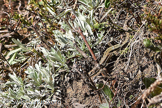 Photo: Zootoca vivipara. The sand lizard lies in wait for its prey, well camouflaged.