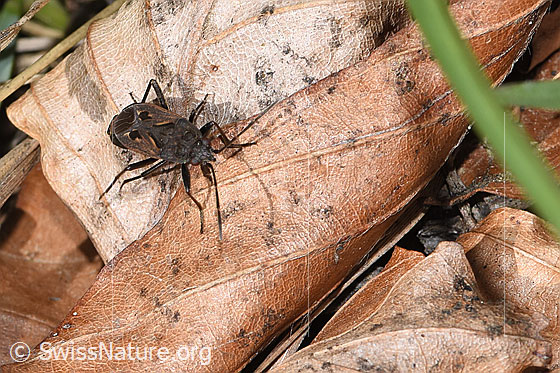 Foto: Rhyparochromus pini (Wanze). Länge 8mm. Ansicht von oben.