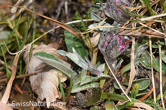 Photo: Antennaria dioica. The flower has not yet opened. Plant height = 3.5 cm. View from the side.