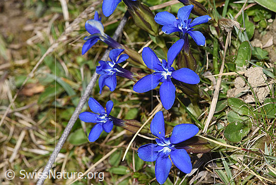 Photo: Gentiana verna. Several copies. View from slightly above.