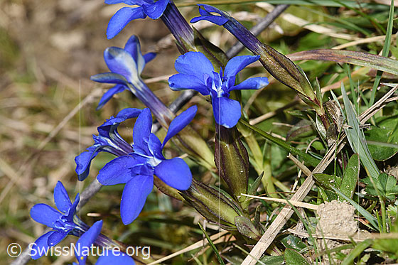 Photo: Gentiana verna. Mehrere Exemplare. View from the side. Height = 4cm.