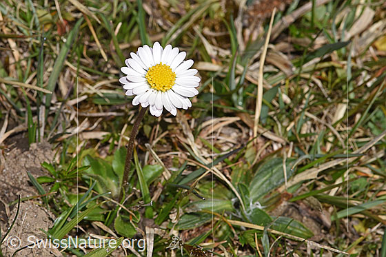 Photo: Bellis perennis. Whole plant (habit).