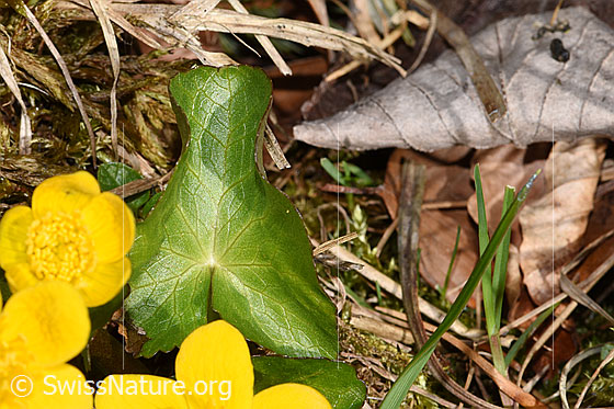 Photo: Caltha palustris. Leaf.