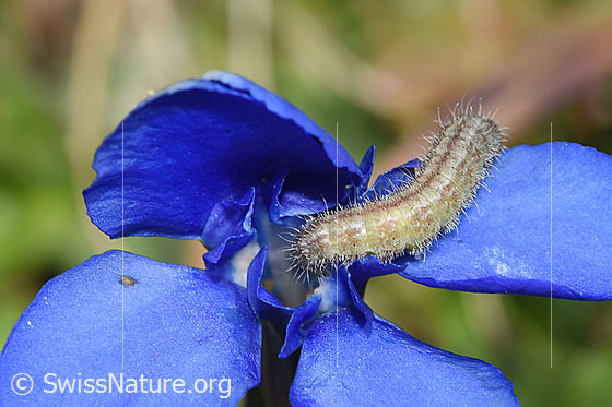 Foto: Wahrscheinlich Raupe der Frühlingsenzian-Federmotte (Stenoptilia coprodactylus) auf Frühlings-Enzian (Gentiana verna). Länge der Raupe = 9.5mm.