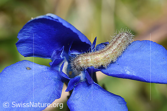 Foto: Wahrscheinlich Raupe der Frühlingsenzian-Federmotte (Stenoptilia coprodactylus) auf Frühlings-Enzian (Gentiana verna). Länge der Raupe = 9.5mm.