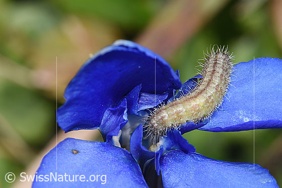 Frühlingsenzian-Federmotte Raupe (Stenoptilia coprodactylus) auf Frühlings-Enzian (Gentiana verna) Frühlingsenzian-Federmotte Raupe (Stenoptilia coprodactylus) auf Frühlings-Enzian (Gentiana verna)