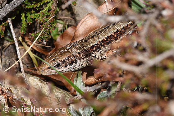 Photo: Zootoca vivipara. Head and thorax. View from diagonally front top.