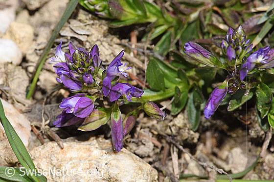Photo: Probably Polygala vulgaris ssp. vulgaris. Height = 2cm.