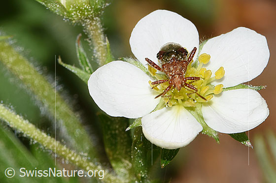 Photo: Rhopalus subrufus on Fragaria vesca. Length 6.5 - 7.7mm. View from top front.