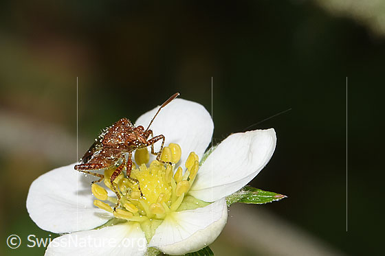 Photo: Rhopalus subrufus on Fragaria vesca. Length 6.5 - 7.7mm. View from side front.