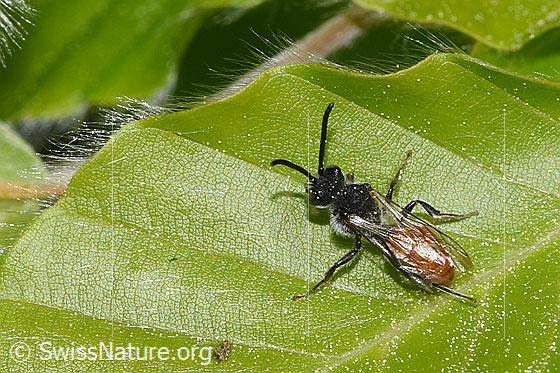 Photo: Probably Sphecodes gibbus. Length 9mm. Female. View from above.
