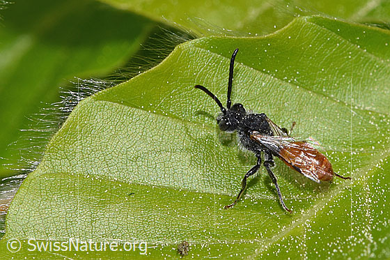 Photo: Probably Sphecodes gibbus. Length 9mm. Female. View from diagonally above.