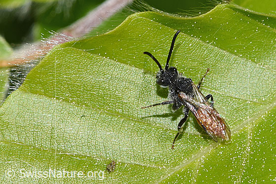 Photo: Probably Sphecodes gibbus. Length 9mm. Female. View from diagonally above.