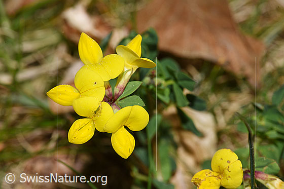 Photo: Lotus corniculatus. Blossoms. Plant height = 11cm.
