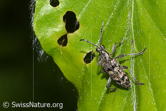 Photo: Rhagium inquisitor. Length 11mm. View from above.