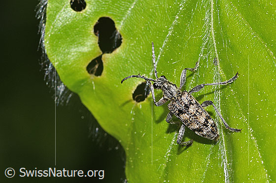 Photo: Rhagium inquisitor. Length 11mm. View from above.