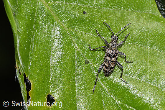 Photo: Rhagium inquisitor. Length 11mm. View from above.