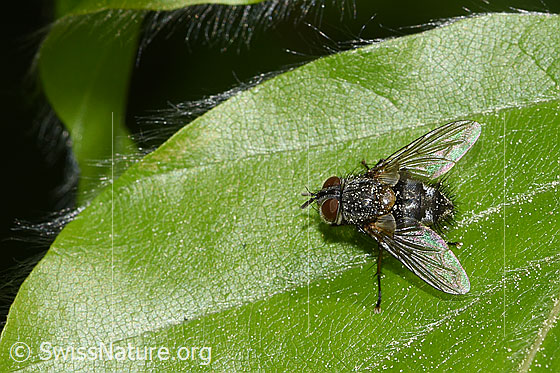 Carcelia lucorum (Raupenfliege) Carcelia lucorum (Raupenfliege)