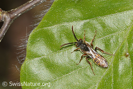 Foto: Wahrscheinlich Gelbe Wespenbiene (Nomada flava). Länge 8 - 12mm. Männchen. Ansicht von oben.