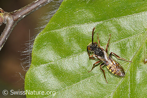 Foto: Wahrscheinlich Gelbe Wespenbiene (Nomada flava). Länge 8 - 12mm. Männchen. Ansicht von schräg oben.