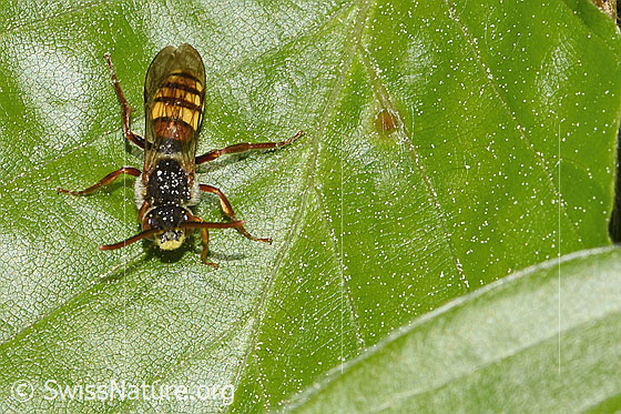 Gelbe Wespenbiene (Nomada flava) Gelbe Wespenbiene (Nomada flava)