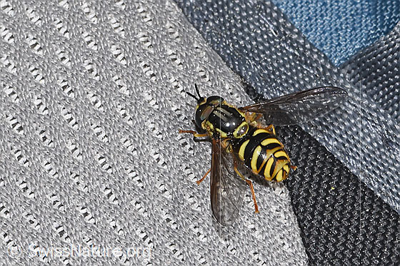 Photo: Chrysotoxum cautum. Length 15mm. Male. View from above.