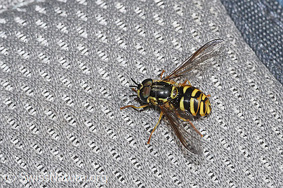 Photo: Chrysotoxum cautum. Length 15mm. Male. View from diagonally above.
