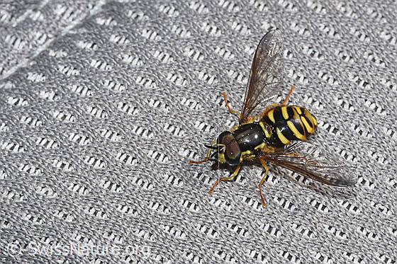 Photo: Chrysotoxum cautum. Length 15mm. Male. View from diagonally above.