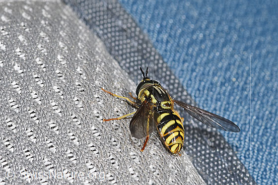 Photo: Chrysotoxum cautum. Length 15mm. Male. View from side back.