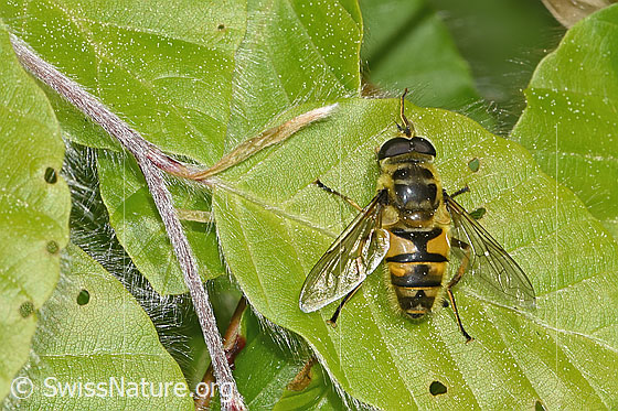 Photo: Myathropa florea. Length 10 -14mm. Male. View from above.