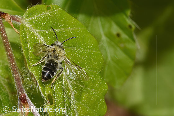 Foto: Wahrscheinlich Weisse Bindensandbiene (Andrena gravida). Länge 10 - 14mm. Männchen. Ansicht von hinten oben.
