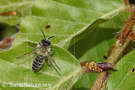 Weisse Bindensandbiene (Andrena gravida) Weisse Bindensandbiene (Andrena gravida)