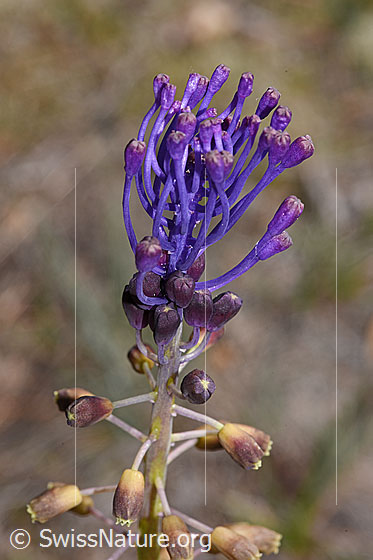 Foto: Schopfige Bisamhyazinthe (Muscari comosum). Blütenstand.
