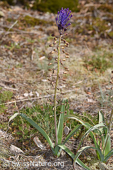 Photo: Muscari comosum. Whole plant (habit). Height = 35cm.