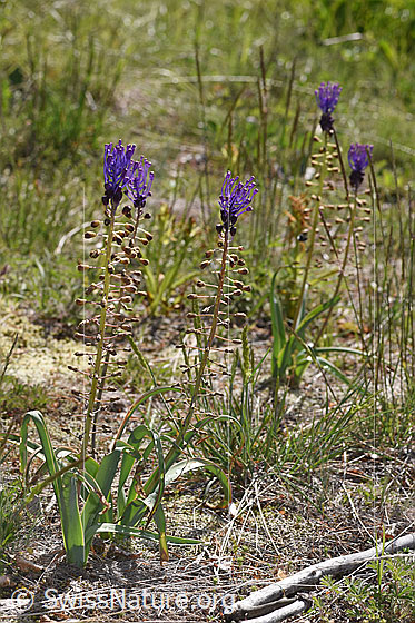 Photo: Muscari comosum. Several specimens.